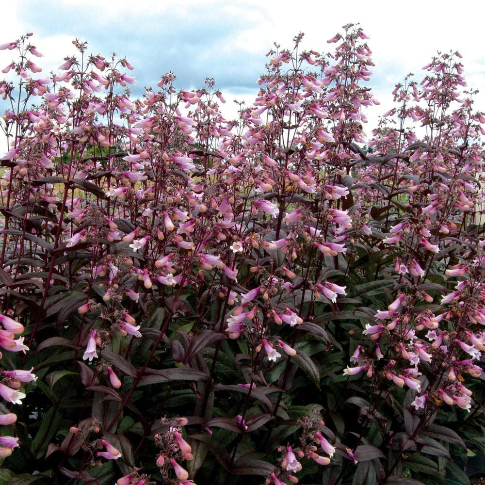 Penstemon 'Dark Towers' Beardtongue