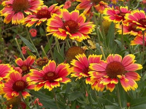 Gaillardia grandiflora 'Dazzler' Blanketflower