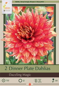 Dahlia 'Dinner Plate Dazzling Magic' Bulbs (2)