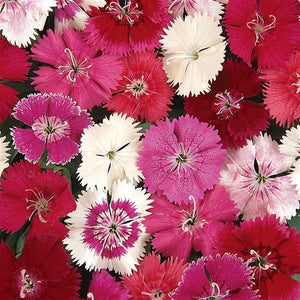 Dianthus 'Ideal Select Mix'