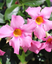 Load image into Gallery viewer, Dipladenia
