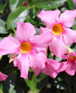 Dipladenia