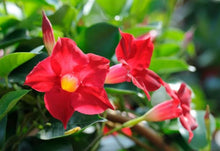 Load image into Gallery viewer, Dipladenia
