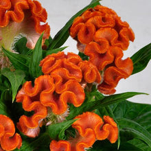 Load image into Gallery viewer, Celosia cristata &#39;Twisted Orange&#39;
