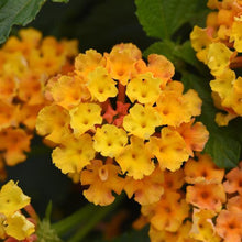 Load image into Gallery viewer, Lantana Bloomify
