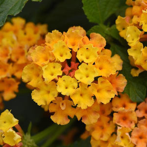 Lantana Bloomify