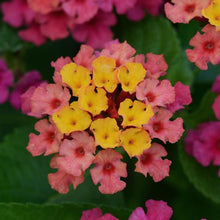 Load image into Gallery viewer, Lantana Bloomify
