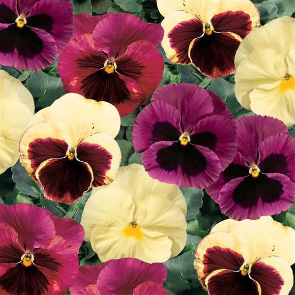 Pansy 