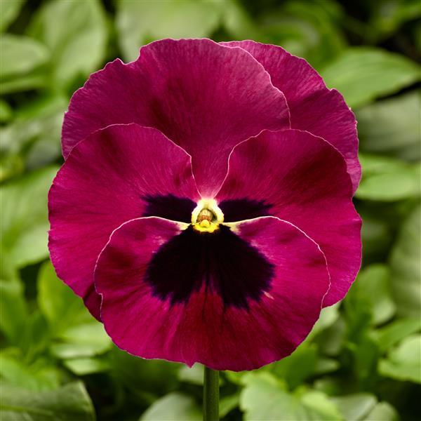 Pansy 