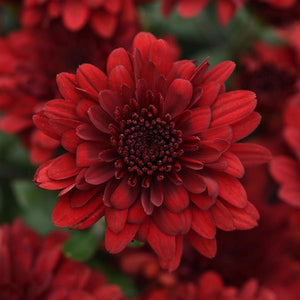 Bushel Basket Mum
