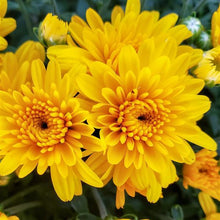 Load image into Gallery viewer, Bushel Basket Mum
