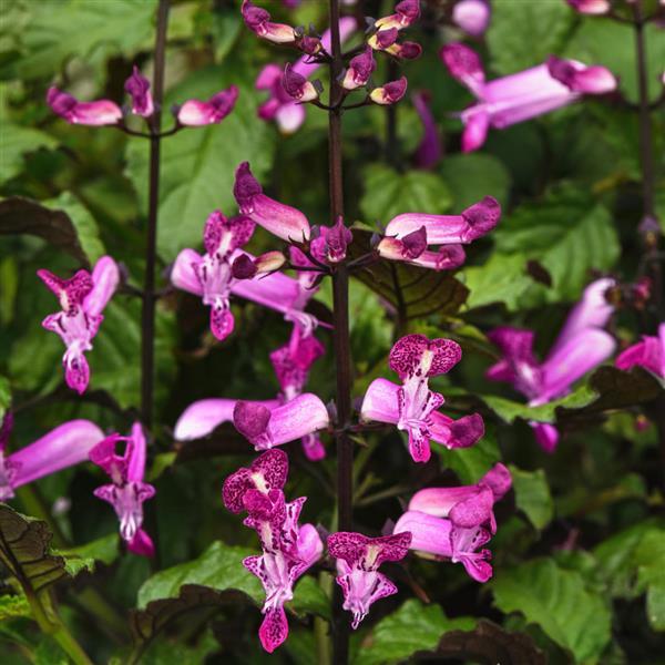 Plectranthus 'Mona Magenta' Patio Pot