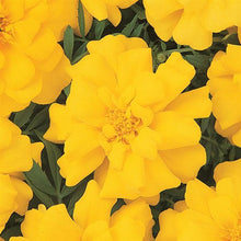 Load image into Gallery viewer, Marigold &quot;Durango Yellow&quot;
