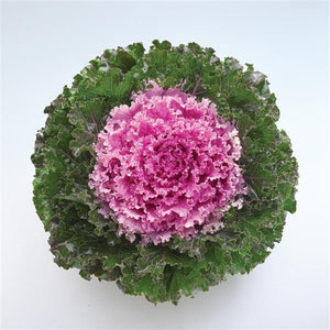 Ornamental Kale 'Crystal Pink'