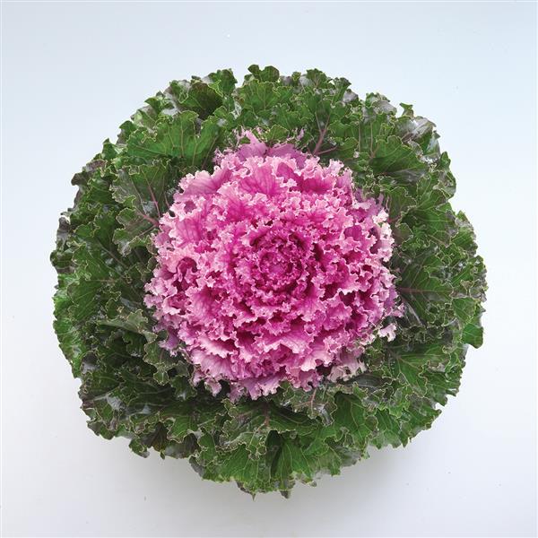 Ornamental Kale 'Crystal Pink'