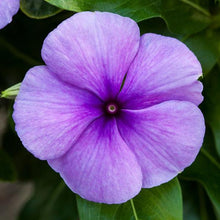 Load image into Gallery viewer, Vinca 'Blockbuster Blue'
