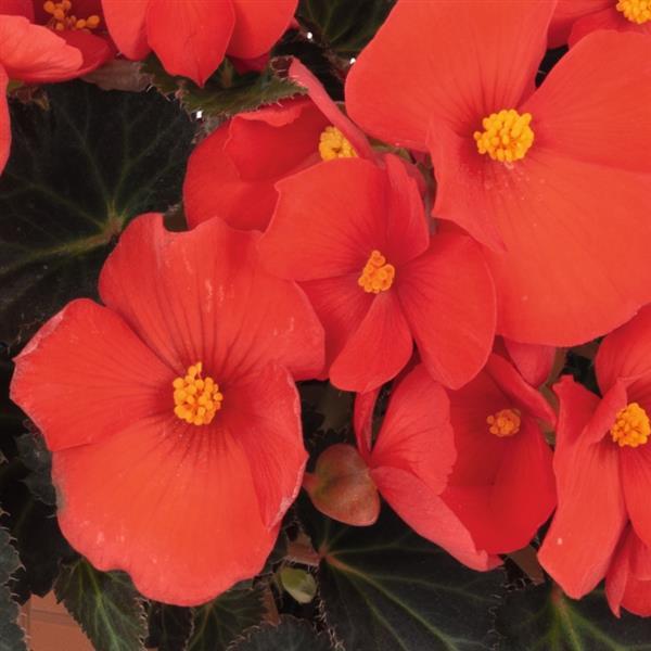 Begonia I'conia 'Upright Fire' Hanging Basket