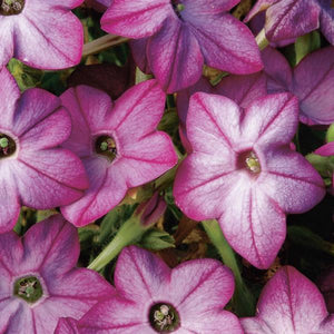 Nicotiana 'Saratoga Purple Bicolor' Flowering Tobacco