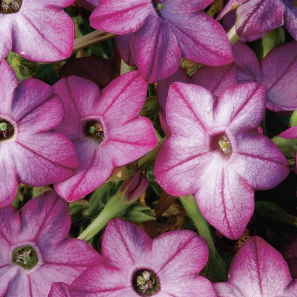 Nicotiana 'Saratoga Purple Bicolor' Flowering Tobacco