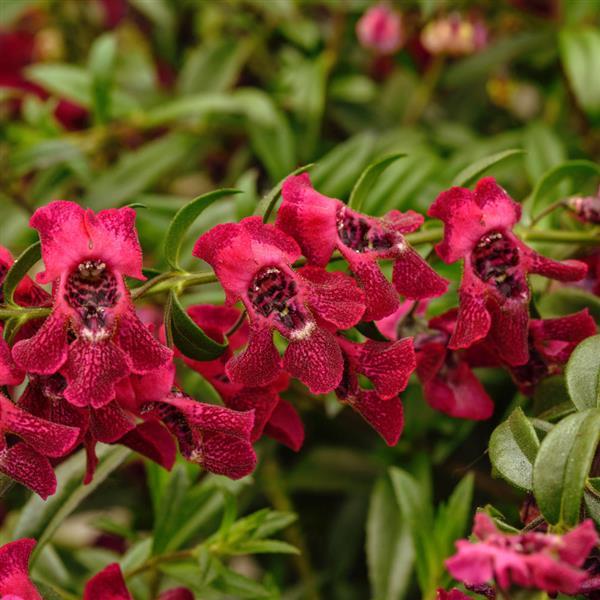 Angelonia 'AngelFlare Cranberry'
