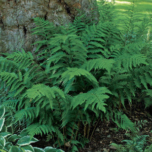 Dryopteris australis 'Dixie Wood Fern'