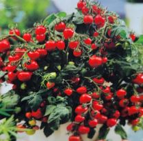 Tomato 'Heartbreakers Dora Red'