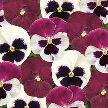 Load image into Gallery viewer, Pansy &#39;Raspberry Sundae Mix&#39;

