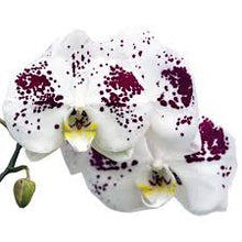 Load image into Gallery viewer, Orchid phalaenopsis
