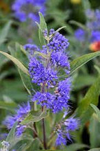 Load image into Gallery viewer, Caryopteris clandonensis &#39;Sapphire Surf&#39; Bluebeard
