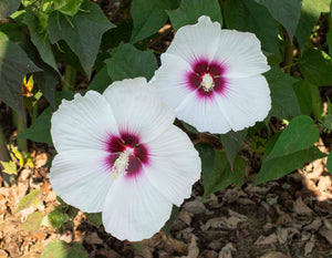 Hibiscus 'Head Over Heels Dream'