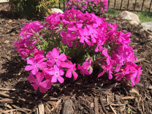 Load image into Gallery viewer, Creeping Phlox subulata &#39;Drummond&#39;s Pink&#39;
