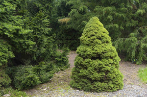 Picea glauca 'Conica' Dwarf Alberta Spruce