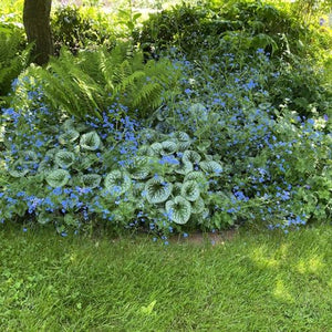Brunnera macrophylla 'Alexander's Great'
