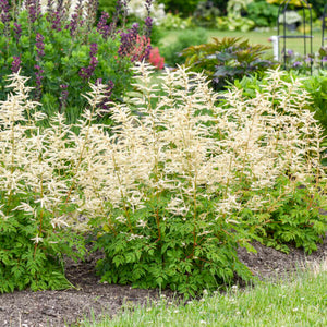 Aruncus 'Goatee'
