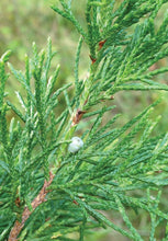 Load image into Gallery viewer, Juniperus virginiana
