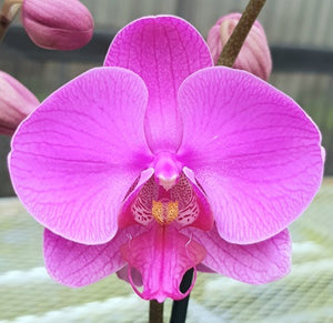 Orchid phalaenopsis