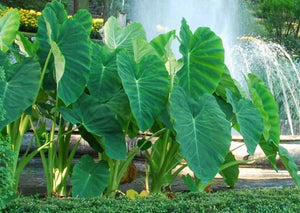 Colocasia esculenta 'Elephant Ear'