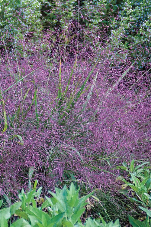 Eragrostis spectabilis 'Purple Love Grass'