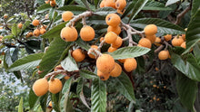 Load image into Gallery viewer, Eriobotrya japonica (Japanese Loquat)
