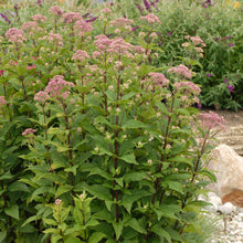 Load image into Gallery viewer, Eupatorium dubium &#39;Little Joe&#39; Pye weed
