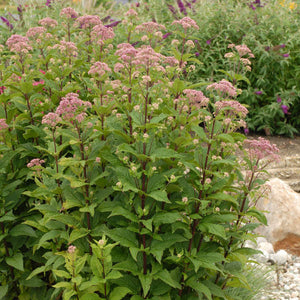 Eupatorium dubium 'Little Joe' Pye weed