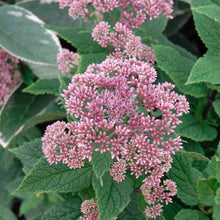 Load image into Gallery viewer, Eupatorium dubium &#39;Little Joe&#39; Pye weed
