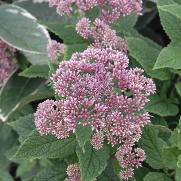 Eupatorium dubium 'Little Joe' Pye weed