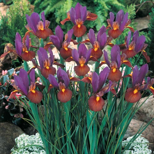 Iris 'Eye of the Tiger' Bulbs (12)