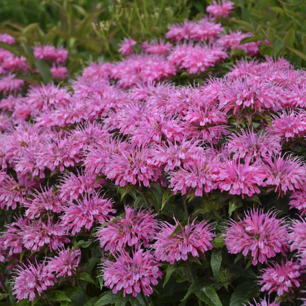 Monarda 'Bubblegum Blast' Bee Balm – Denchfield Nursery, Inc.