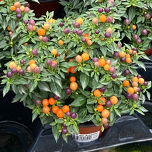 Load image into Gallery viewer, Ornamental Pepper &#39;Hot Pops Purple&#39;
