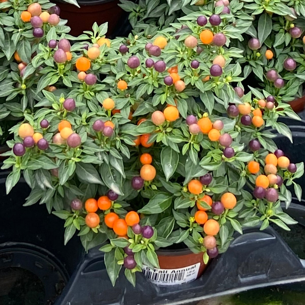 Ornamental Pepper 'Hot Pops Purple'