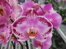 Load image into Gallery viewer, Orchid phalaenopsis
