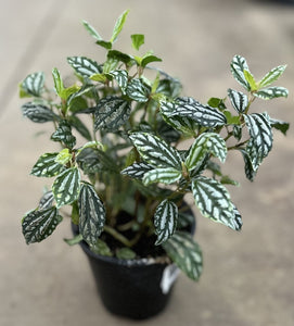 Pilea cadierei 'Aluminum Plant'