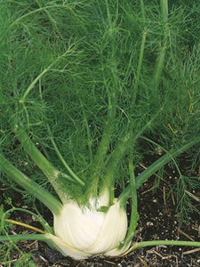 Sweet Fennel Seeds